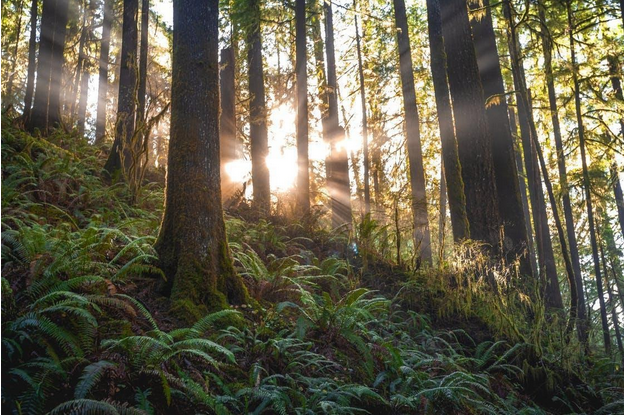 An image of sunlight beaming through the trees in a forest